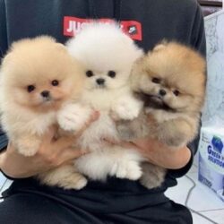 ___detail_1685428470_krasne-steniatka-pomeranianov-do-dobrych-domovov_photo