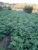 IMG_20240606_200322_150