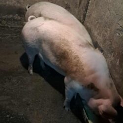 Messenger_creation_809D1198-3F19-4DDF-89C1-8DCB09301E88