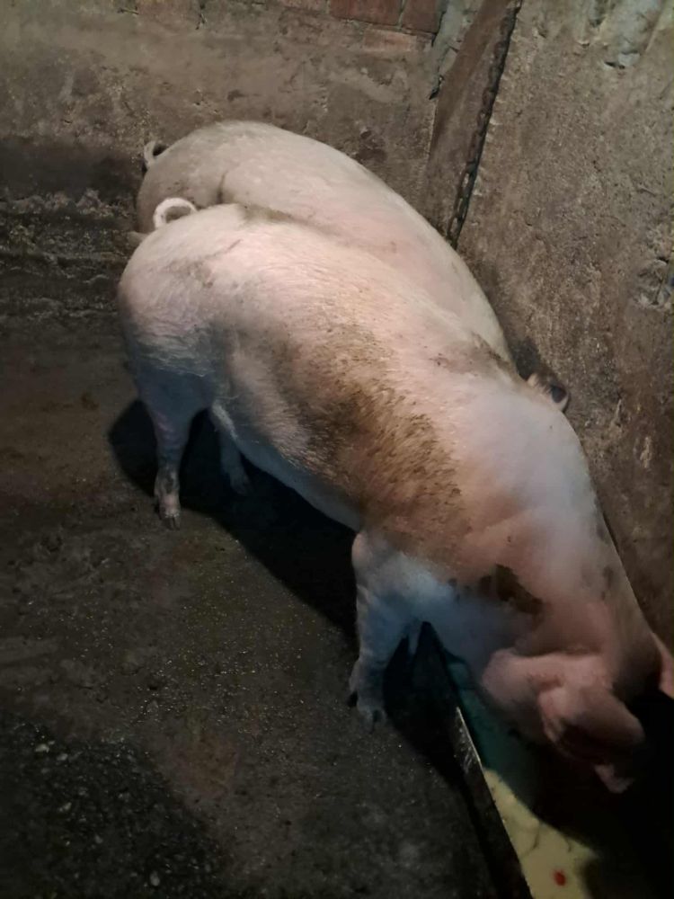 Messenger_creation_809D1198-3F19-4DDF-89C1-8DCB09301E88 Messenger_creation_809D1198-3F19-4DDF-89C1-8DCB09301E88