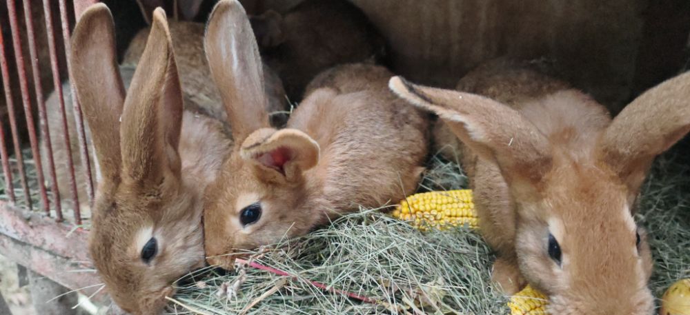 1000025968 1000025968