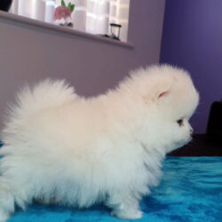 pomeranian-pp-fci-holccika-16262663290